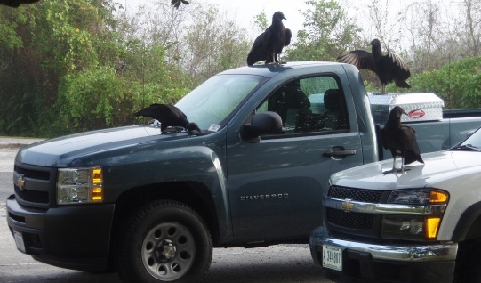 Black vultures can damage paint when they perch on vehicles.