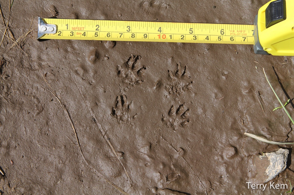 Weasel tracks next to measuring tape