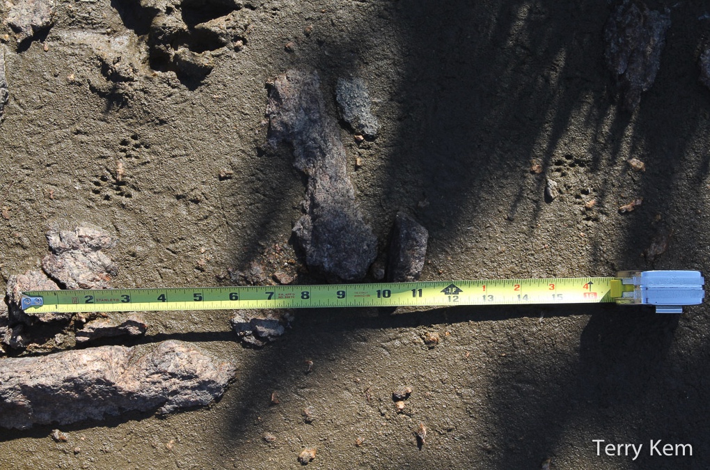 Weasel tracks in sand next to measuring tape
