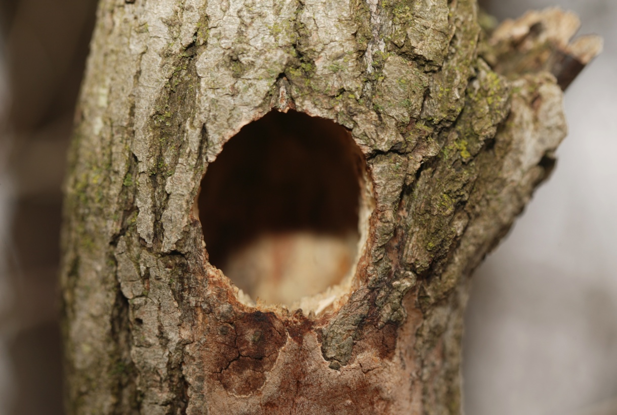 Woodpeckers are cavity nesters and drill holes to access the interior of the tree.