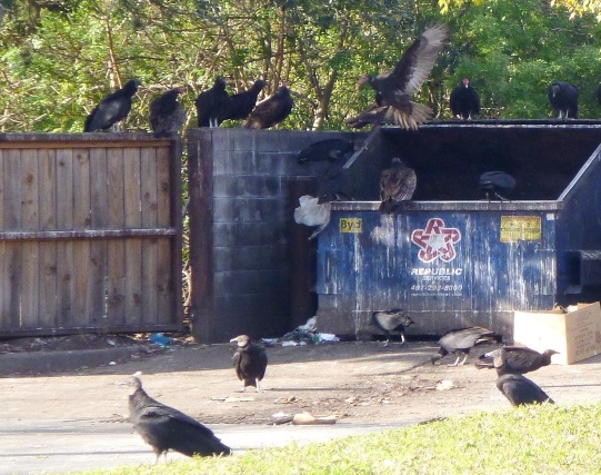 Open dumpsters readily attract groups of vultures.