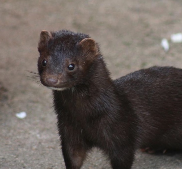 Close-up of an American mink.