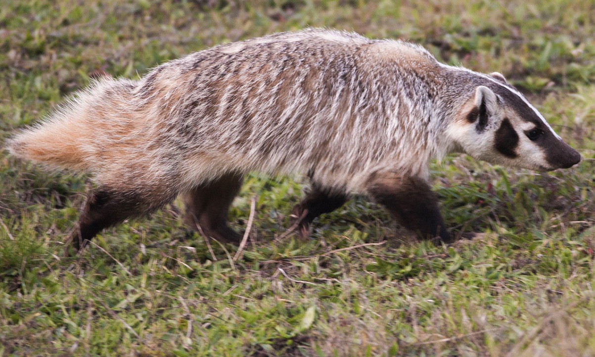 American badger walking through grass.