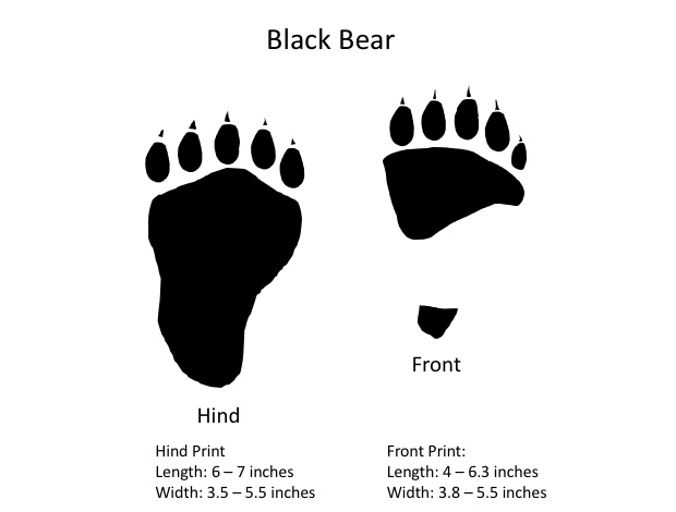 Graphic showing bear tracks.