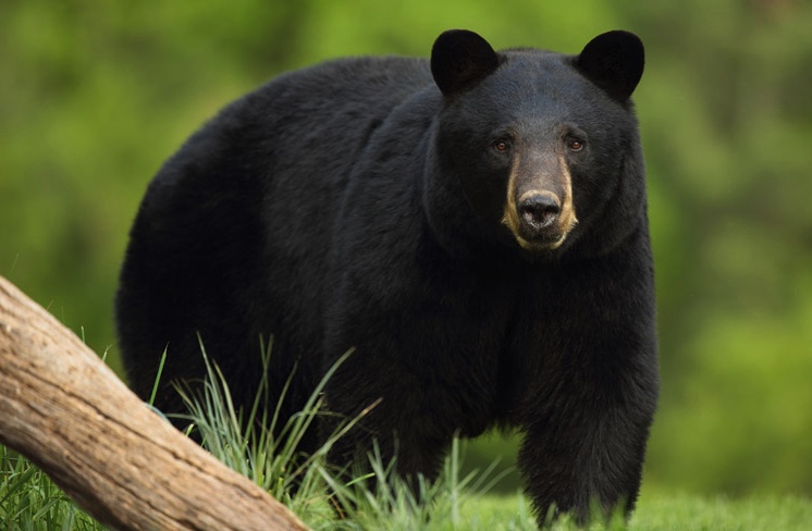 https://wildlifeillinois.org/wp-content/uploads/2019/01/Black-bear.jpeg