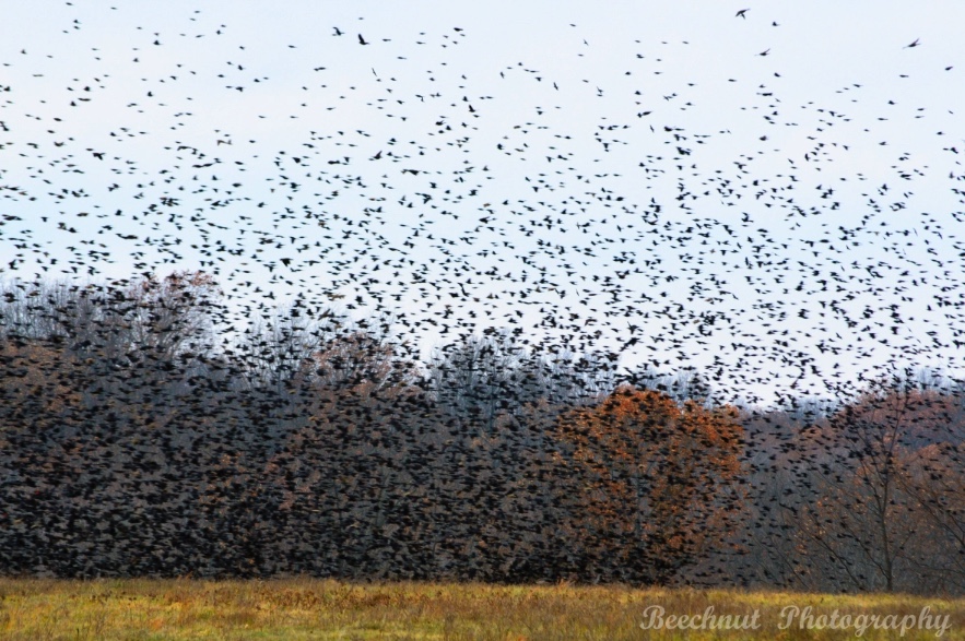 A large flock of blackbirds.