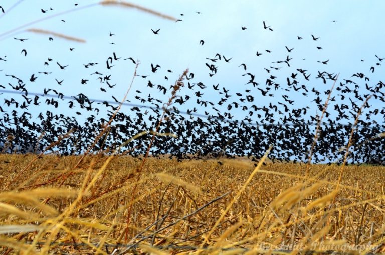 Flock of blackbirds over an agriculture field.