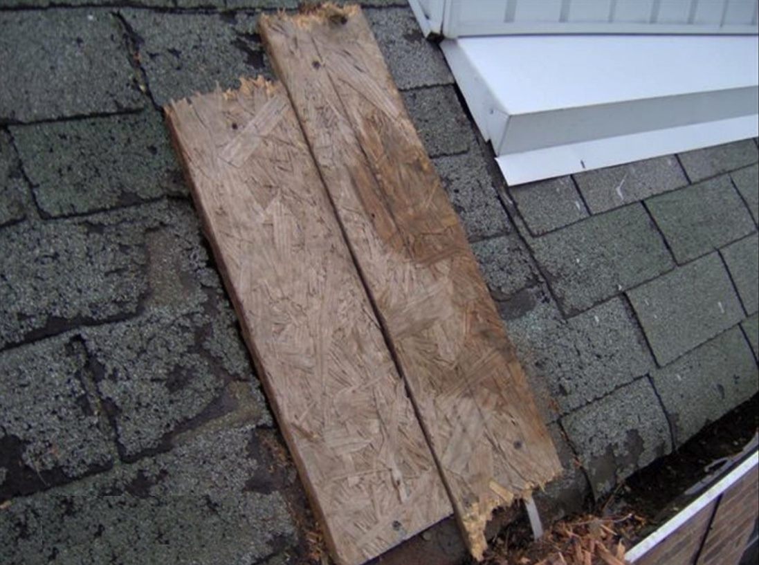 Boards can be temporarily installed over a hole to keep animals from using the site. Be sure there are no animals inside before putting up boards or making the final roof repair.