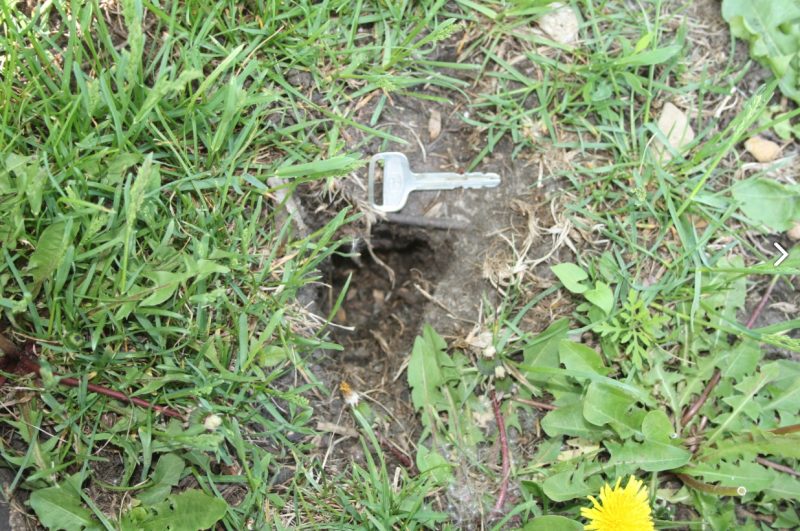 Chipmunk Burrow Wildlife Illinois