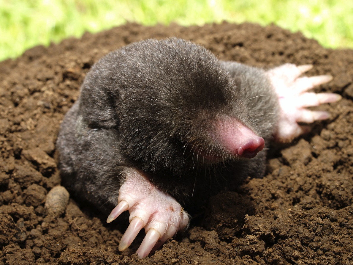 An Eastern mole coming out of its burrow.