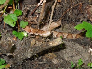 illinois snakes venomous poisonous copperhead