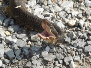 Snakes | Wildlife Illinois