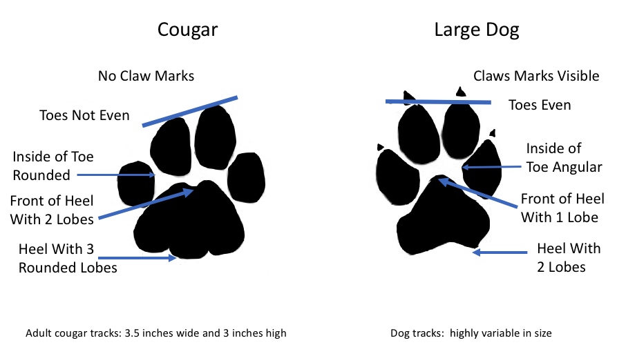 Animal Track Identification: Animal Footprint I.D. Chart