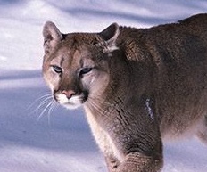 Close-up of a cougar.
