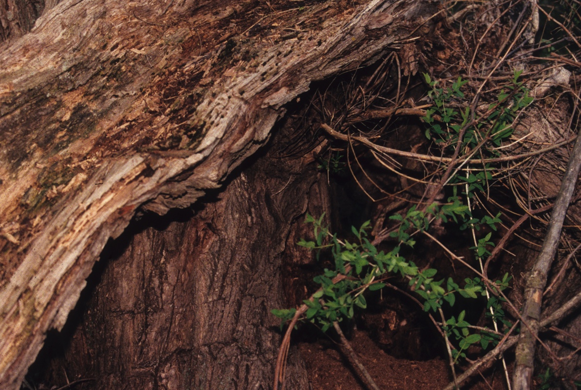 Coyote burrow under a tree stump.