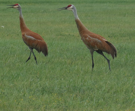 Sandhill cranes are tall birds with a red cap, white cheek patch and gray feathers that sometimes take on a rusty color.