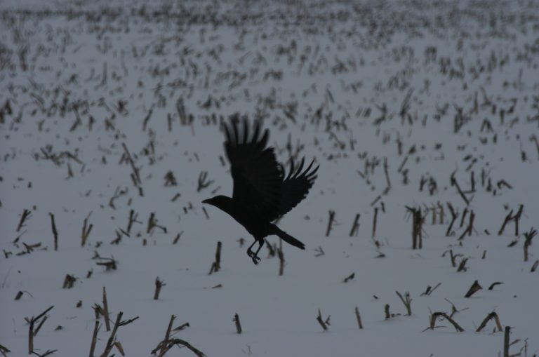 American crow taking off from a winter corn field.