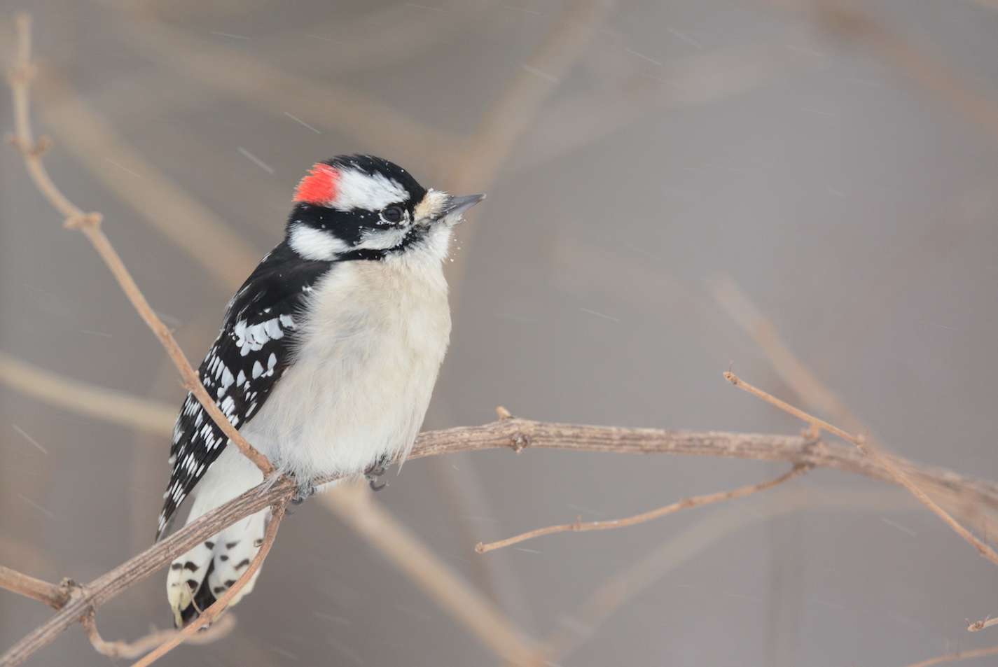 The red patch of feathers on the back of the head identifies this as a male Downy woodpecker.