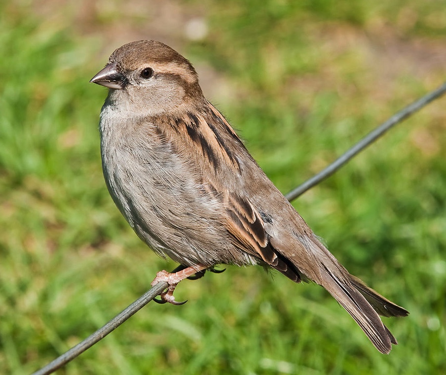 Female house sparrow.