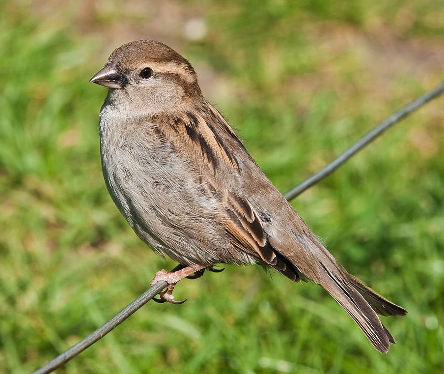 House Sparrow Wildlife Illinois