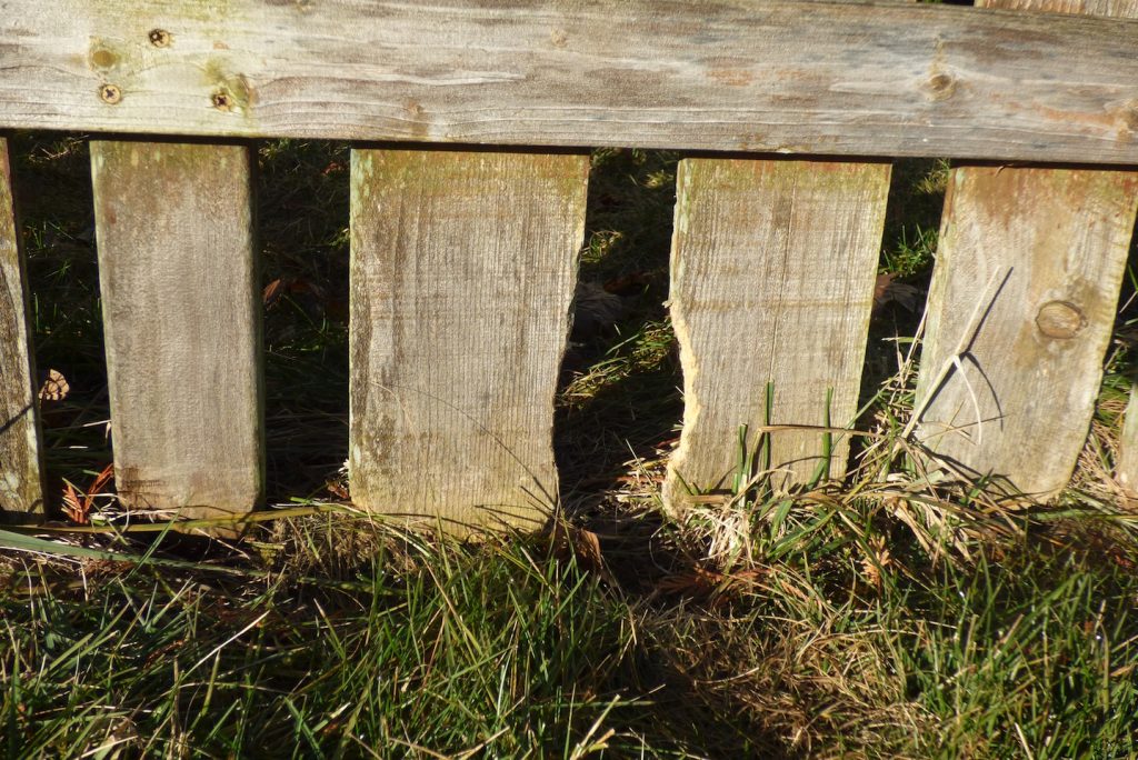 Rabbits teeth grow quickly so they chew on wood to help wear their teeth down. Here the rabbit has been gnawing on a wooden fence.