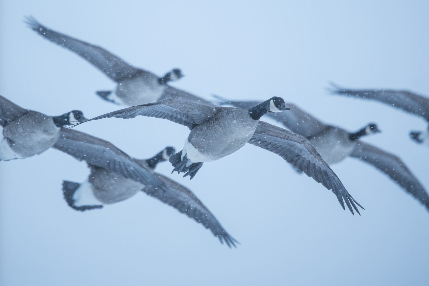 Canada geese flying in the snow.