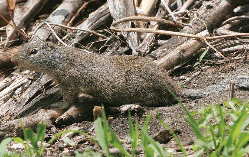 Franklin’s Ground Squirrels – Wildlife Illinois