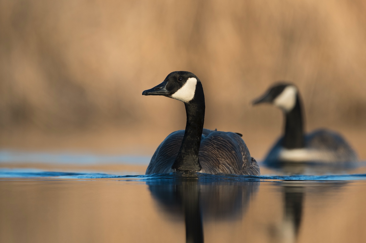 Pair of Canada geese swimming on a lake.