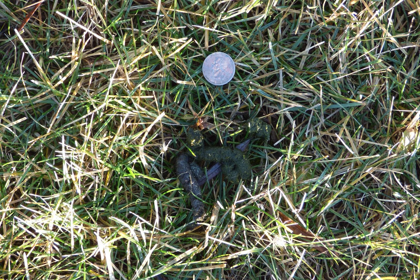 Canada goose droppings with a quarter near for size comparison.
