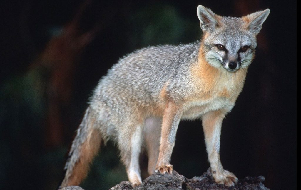 Gray fox standing on rocks.