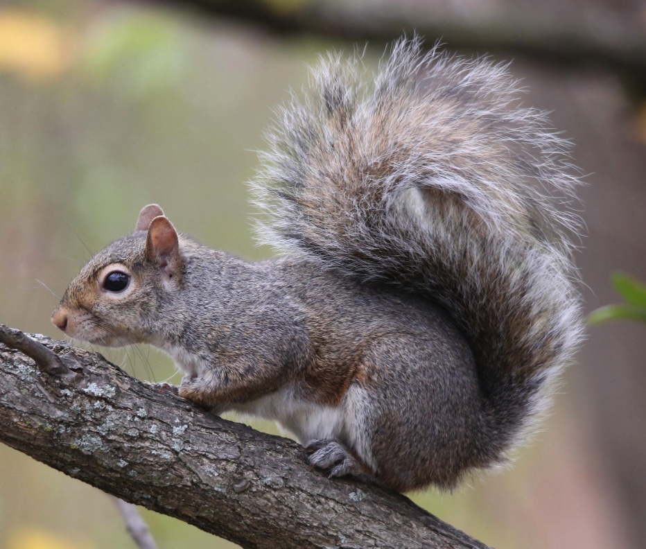 Eastern gray squirrel sitting on a tree branch.