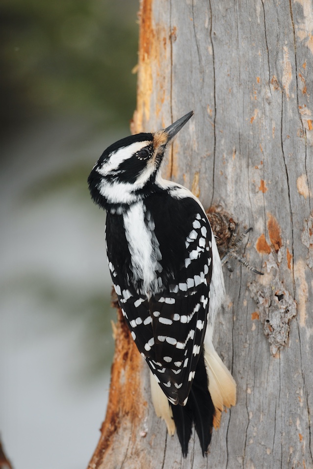 The lack of red on the head identifies this as a female Hairy woodpecker. Hairy woodpeckers appear similar to Downy woodpeckers but are larger and have slightly longer bills.