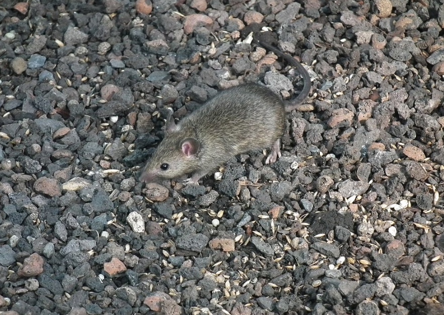 House mouse looking for seeds on gray rocks.