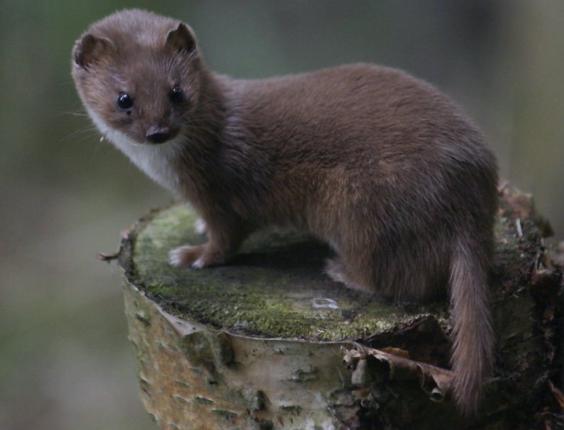 Least weasel. Note the short tail.