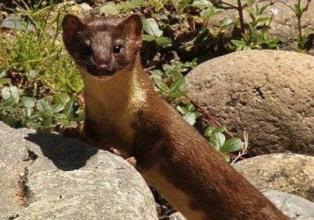 weasel illinois weasels tailed long wildlife