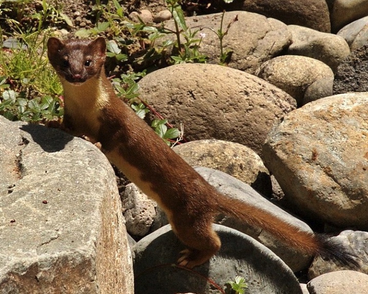 Long-tailed weasel. Note the black-tipped tail. Least weasels are smaller and do not have the black tip.