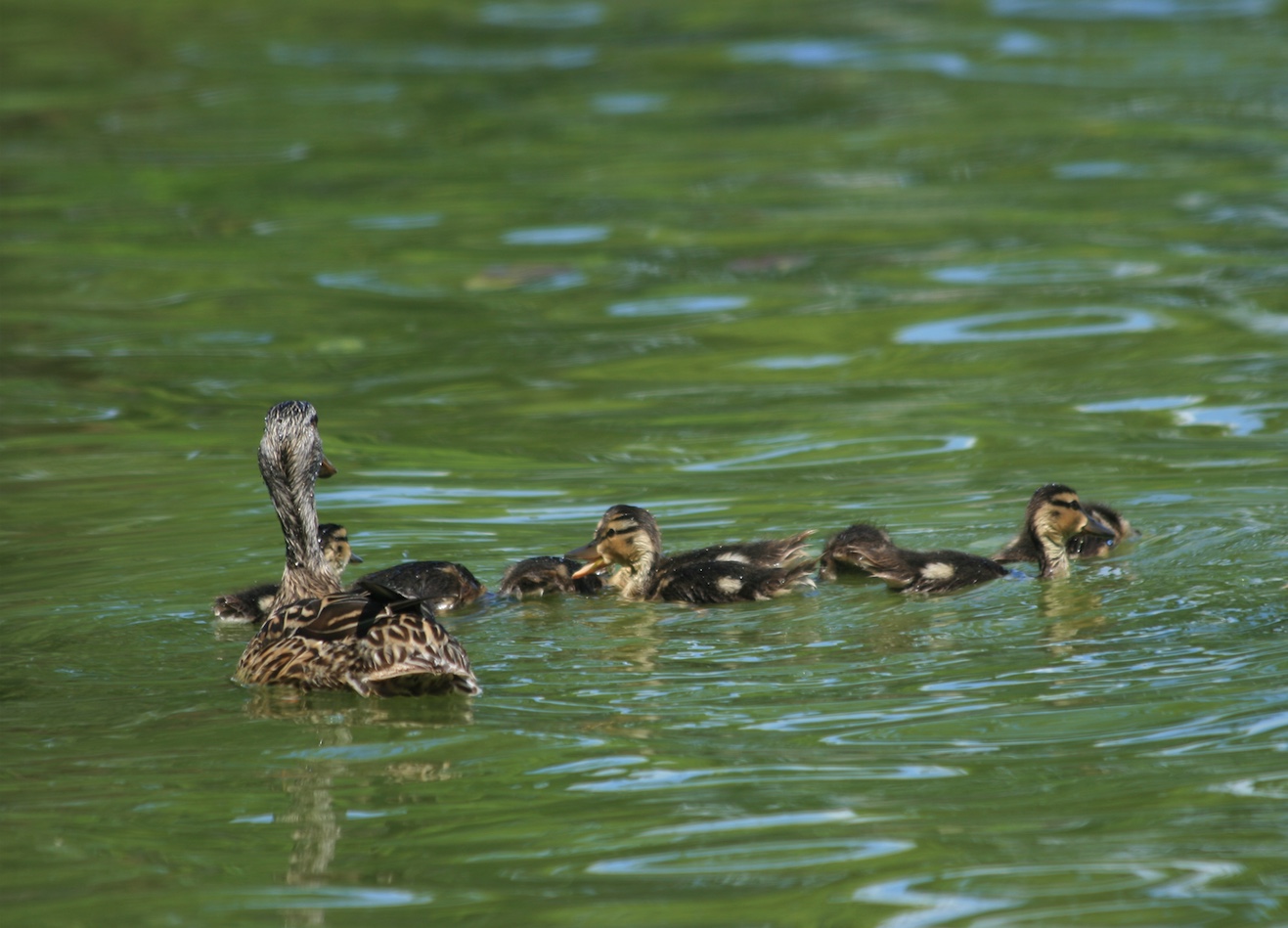 A female mallard with her young.