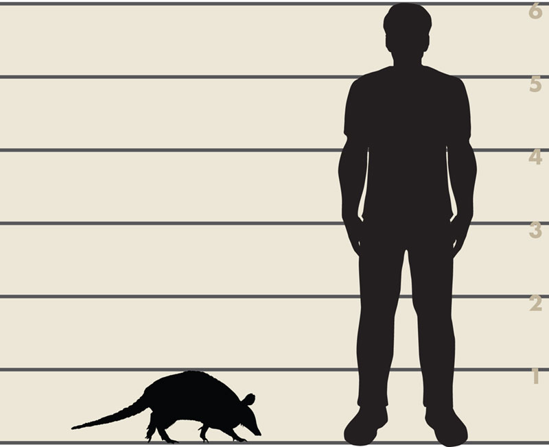 Man and armadillo illustration