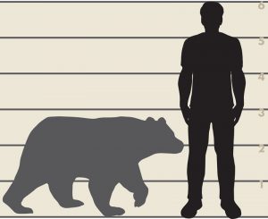 Figure of a silhouette of a black bear and a man to display size comparison.