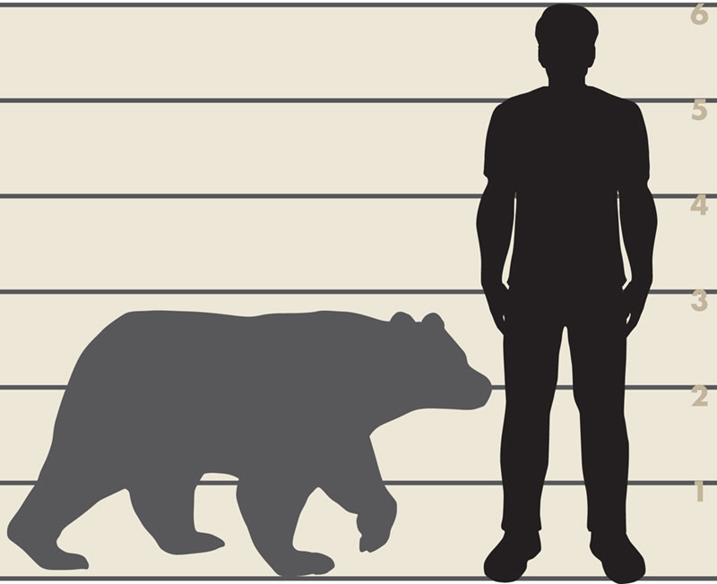Illustration of man and black bear.