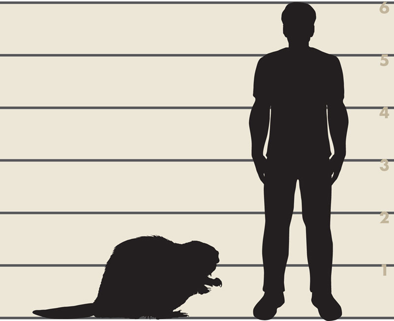 Man and American beaver illustration