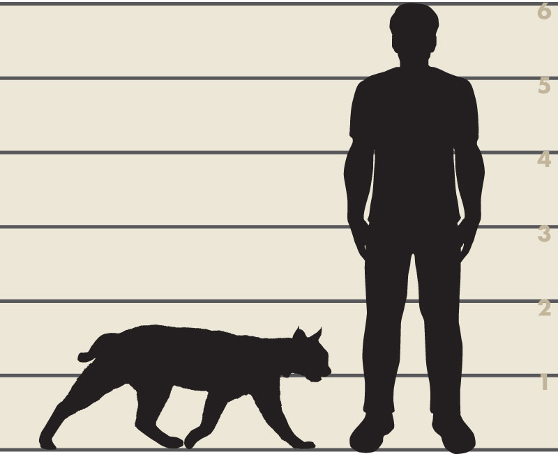 Man and bobcat illustration