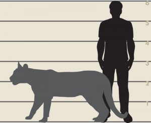 Figure of a silhouette of a cougar and a man to display size comparison.