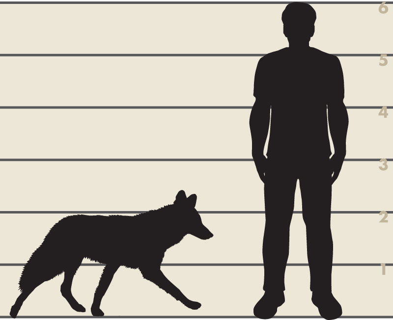 Man and coyote illustration