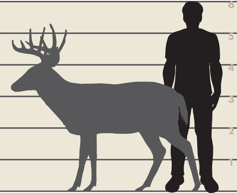 Man and white-tailed deer illsutration