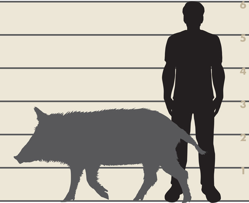 Man and feral swine illustration