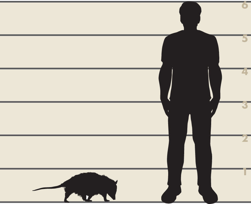 Man and opossum illustration