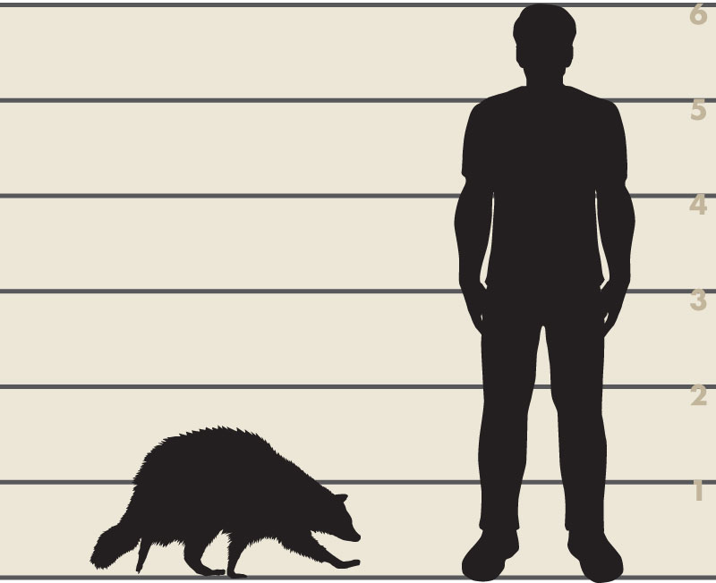 Man and raccoon illustration