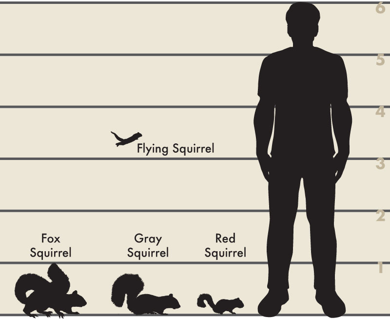 Man and tree squirrel illustration