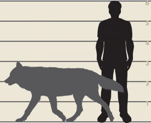 Figure of a silhouette of a gray wolf and a man to display size comparison.